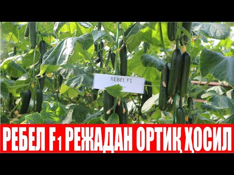 Видео: Қувасойлик деҳқоннинг Ребел F1 га берган холис фикри (Cucumber Rebel F1-Sakata)