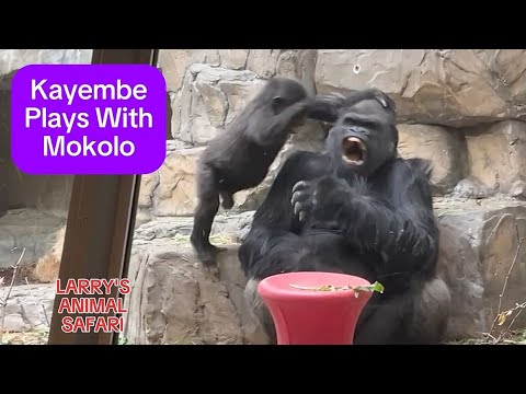 Видео: Малыш Горилла - Кайембе борется с Моколо #60 #clevelandmetroparkszoo