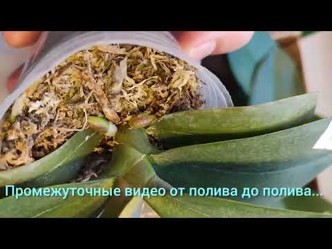 Видео: Неоправданно дорого.Разрекламированный дорогой препарат для орхидей -поражение2:0 Корнесил :Аминосил