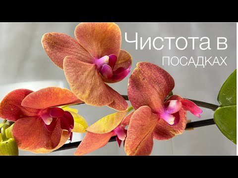 Видео: Пересадка ЗС phal. Surf song. Водоросль в посадках : борьба или смириться