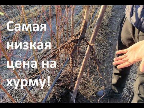 Видео: У нас как всегда: самая низкая цена на хурму!