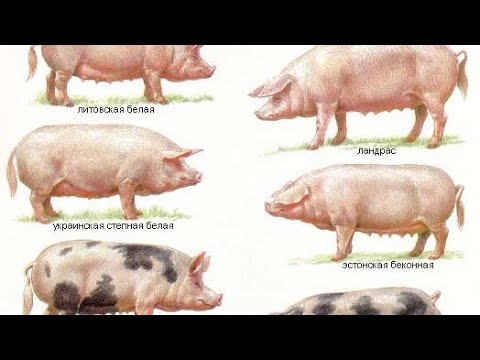 Видео: Яка порода свиней найкраща на свиноматку!!!