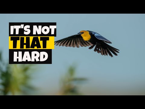Видео: Как фотографировать птиц в полете!