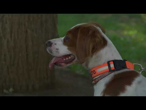 Видео: ЗА КИНОЛОГИЯТА С Д-Р КЪНЕВ : II част от поредицата за най-популярната ловна порода във Франция