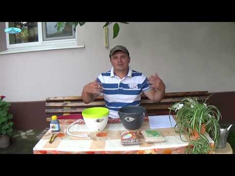 Видео: ГОРШКИ С АВТОПОЛИВОМ-ОЧЕНЬ ПОЛЕЗНЫЕ ВЕЩИ ДЛЯ ЛЮБИТЕЛЕЙ ЦВЕТОВ!