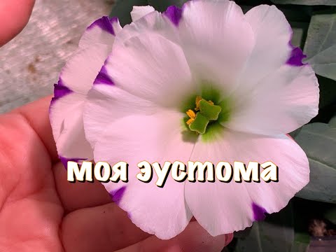 Видео: ЧЕК-ЛИСТ ЭУСТОМА от СЕМЯН до ЦВЕТЕНИЯ. ВСЕ СЕКРЕТЫ и НЮАНСЫ пошагово. ПОСЕВ, ВЫРАЩИВАНИЕ, УХОД