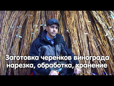 Видео: Заготовка черенков винограда, нарезка, обработка и хранение