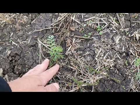 Видео: Сеитба на рапица и люцерна 