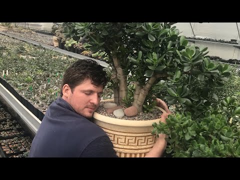 Видео: Большая Толстянка 2 года после пересадки