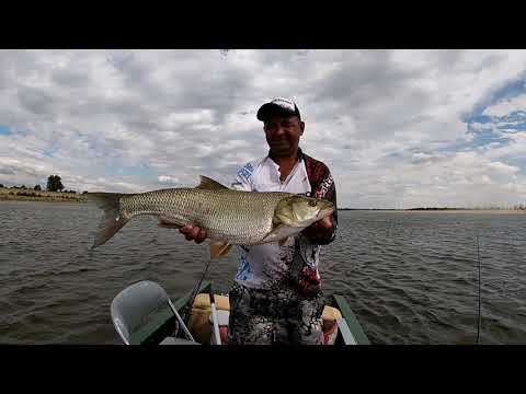 Видео: Чайка Паноптикс...