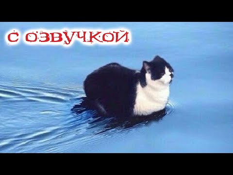 Видео: ПРИКОЛЫ С КОТАМИ! С ОЗВУЧКОЙ! Самые смешные животные! Смешные коты и собаками 2023! ТЕСТ НА ПСИХИКУ!