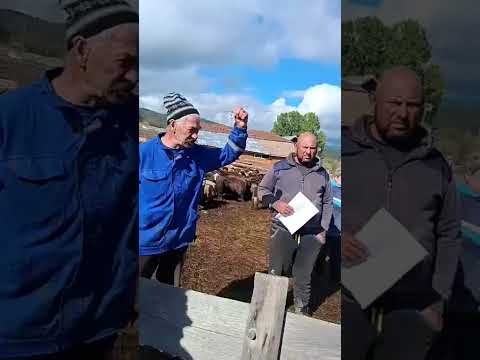 Видео: Тормоза над Бай Рибан и семейство Илиеви продължава
