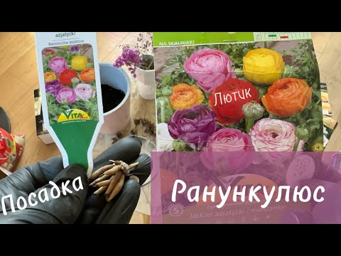 Видео: Как вырастить Лютик- Ранункулюс. Посадка Ранункулюса. Лютик, как с ним подружится.