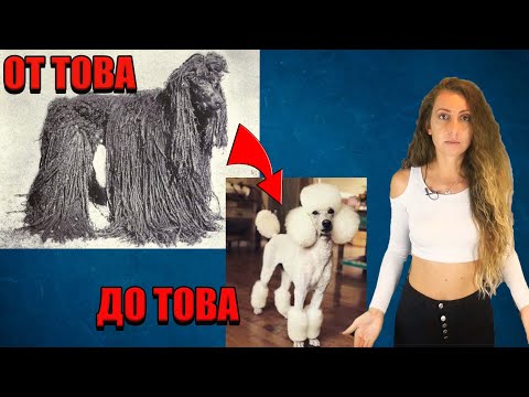 Видео: Как са изглеждали кучетата преди 150 години