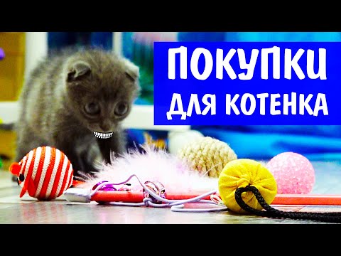 Видео: Игрушки для котёнка из Фикс Прайс и Wildberries