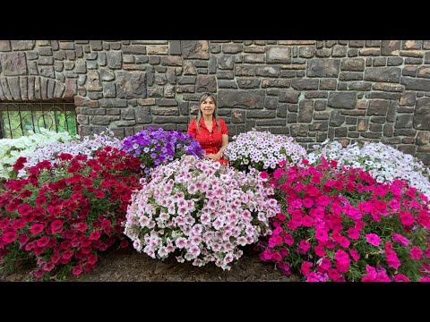 Видео: ПОДКОРМКА ПЕТУНИЙ ДЛЯ БЕШЕНОГО ЦВЕТЕНИЯ!