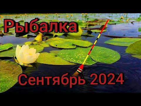 Видео: Рыбалка на поплавок 28 сентября 2024 г. на реке!Давно так не рыбачил,Ведро карася за час на червя!