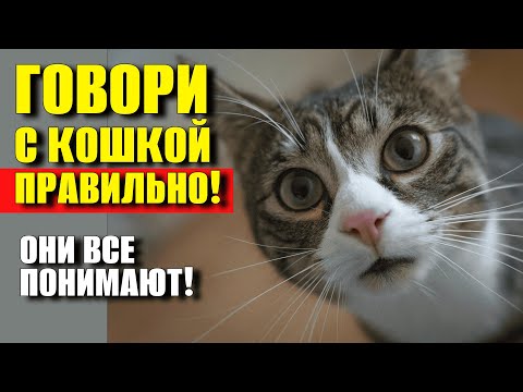 Видео: Как ПРАВИЛЬНО разговаривать с кошкой, чтобы она ПОНИМАЛА тебя