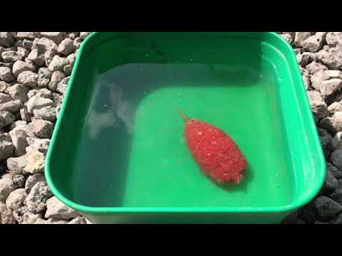 Видео: Ловля карпа на пикер и флэт пикник парк Роща [Кошерная Рыбалка]