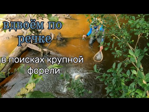 Видео: вдвоём по речке в поисках крупной форели
