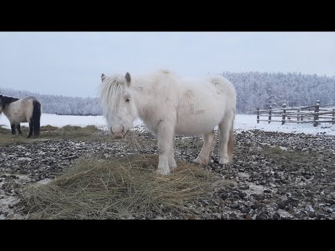 Видео: Якутские лошади. Табун Молодого