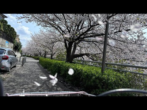 Видео: Танец сакуры на крыльях ветра. Ковер из лепестков устилает дороги Токио. Встретила змею на пути .