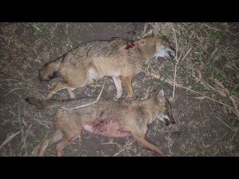 Видео: Александр продолжает бороться с шакалом в Ростовских степях. Прицел Sytong XM06-50LRF