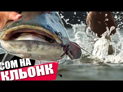 Видео: Време за дунавски СОМОВЕ на кльонк