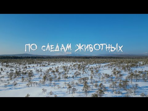 Видео: д/ф "По следам животных"