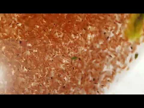 Видео: Дафния баликлар озукаси +998333419681 телграм бор телега тушолмасангиз