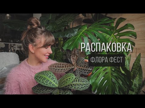 Видео: ФЛОРА ФЕСТ. ЧТО Я КУПИЛА🪴#комнатныерастения #пересадка #алоказия #монстера #сцилла #бегония #лабизия