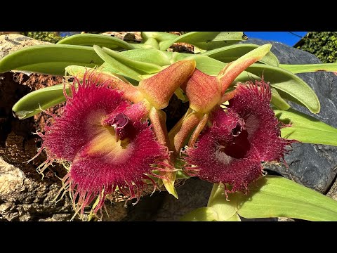 Видео: ОРХИДЕЯ Epidendrum medusae! Цветение и немного об уходе.