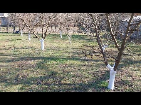 Видео: Разстояния между овощните дървета