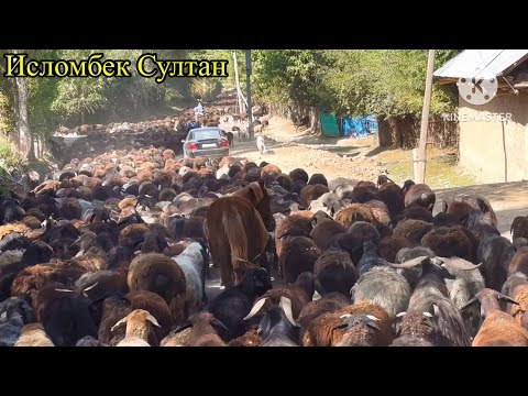 Видео: 14- Кисим Хисори куйлар жайловдан кайтди 👍🇹🇯 2024 г.