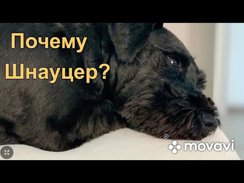 Видео: Почему мы выбрали цвергшнауцера? why did you choose a schnauzer. Собака , порода