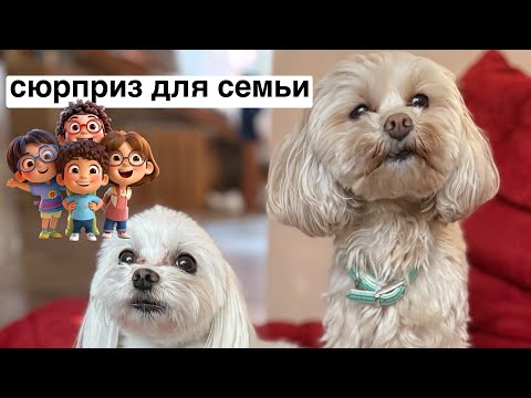 Видео: День 66 - духовная практика с бубном // приехали мои малыши 