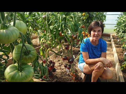 Видео: Обзор томатов в теплицах. Проверенные сорта и урожайные новинки.