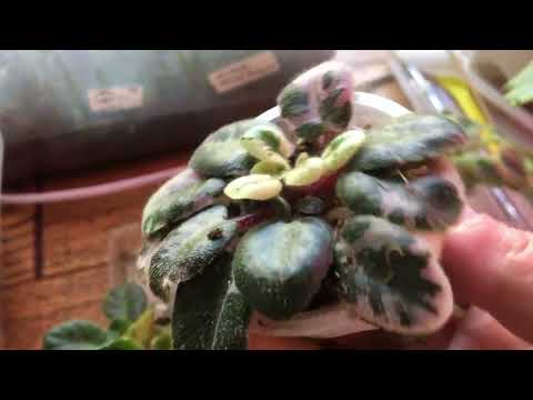 Видео: Мини фиалки. Уход и куда поставить новые сорта.#mini#miniature#miniplant#plants#plantvlog#