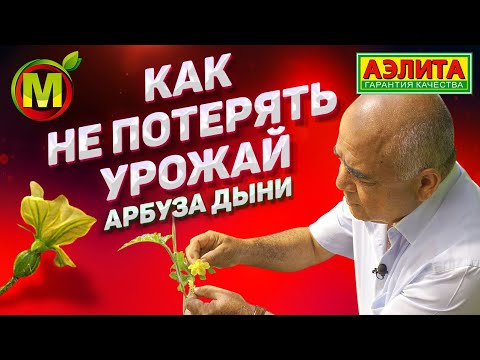 Видео: АРБУЗЫ и ДЫНИ – Советы по Выращиванию