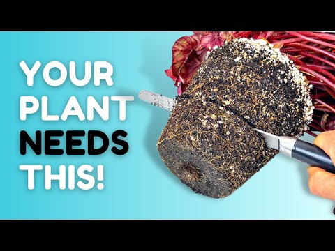Видео: Этот простой трюк преобразит вашу бегонию