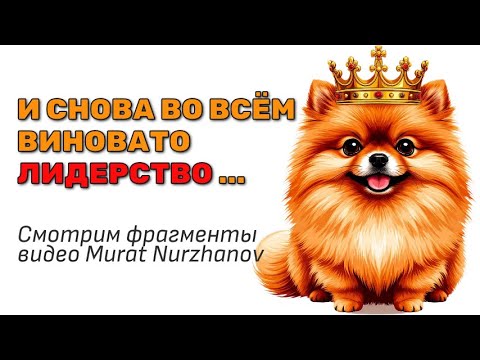 Видео: Шпицу давит корона. Как цепочка объясняет "кто здесь альфа".