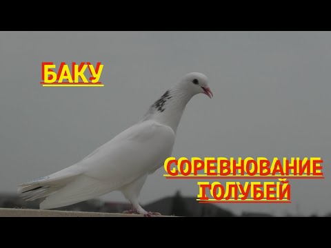Видео: Соревнование голубей! Бакинские голуби Акпера в Баку!