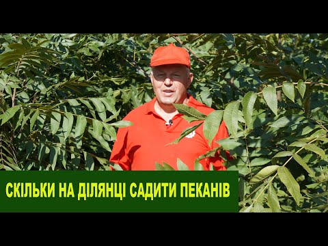 Видео: № 183 Пекан: скільки дерев треба садити, схема посадки