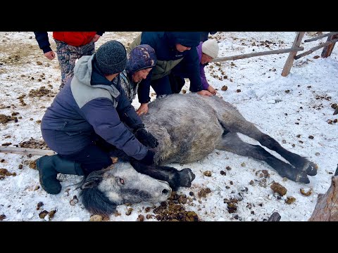 Видео: К чему приведёт запрет сельхозпала в Якутии (25 часть АРКТИЧЕСКАЯ ЯКУТИЯ)