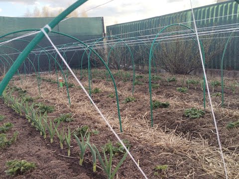 Видео: Почему желтеет чеснок, причины и пути решения. Чем обрабатываю клубнику и ягодные кустарники