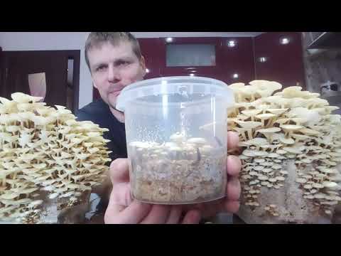 Видео: ВЕЛИКОЛЕПНЫЕ особенности моего ДИКОГО штамма