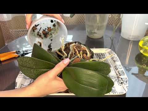 Видео: Пересадка Орхидей 2 взрослые домашние и 3 новые которые отцвели (часть 1)