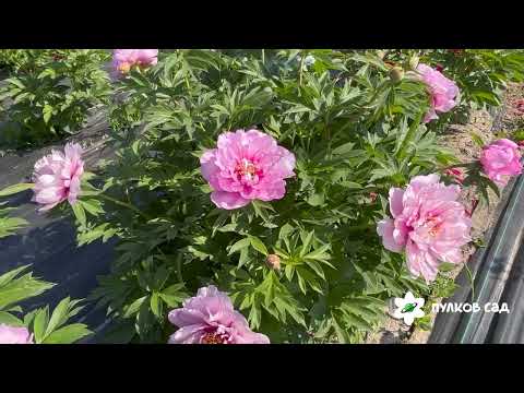 Видео: First Arrival peony. Фест Эррайвел пион. Пулков сад