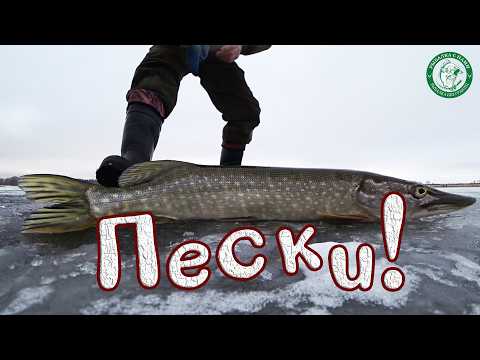 Видео: ПЕРВЫЙ ЛЁД НА ПЕСКАХ! ЗАГАР ЗА ЗАГАРОМ, РЫБАЛКА НА ЖЕРЛИЦЫ НА ЧЕРТА, ПОПЛАВОК, ЩУКА, ПОДЛЕЩИК, УРАЛ!