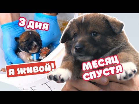 Видео: Щенок выжил это чудо! Мы УДИВЛЕНЫ каким он стал!